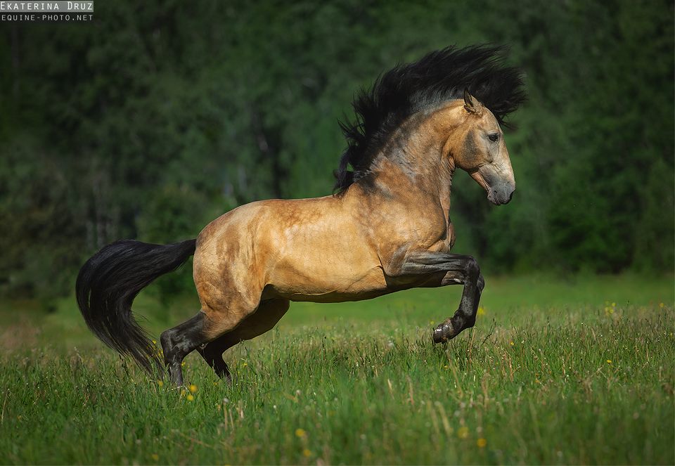 Ekaterina Druz Horse Photographer - Hacendado HR, PRE stallion